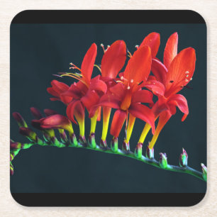 Crocosomia Lucifer Montbretia Floral Vierkante Kartonnen Onderzetter