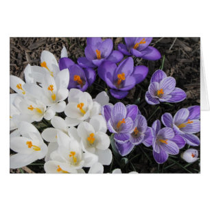 Crocus