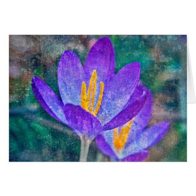Crocus (Voorkant Horizontaal)
