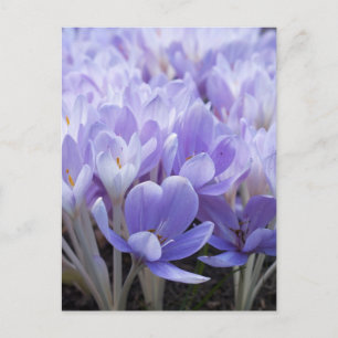 Crocus Ansichtkaart Briefkaart