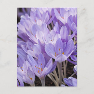 Crocus Ansichtkaart Briefkaart