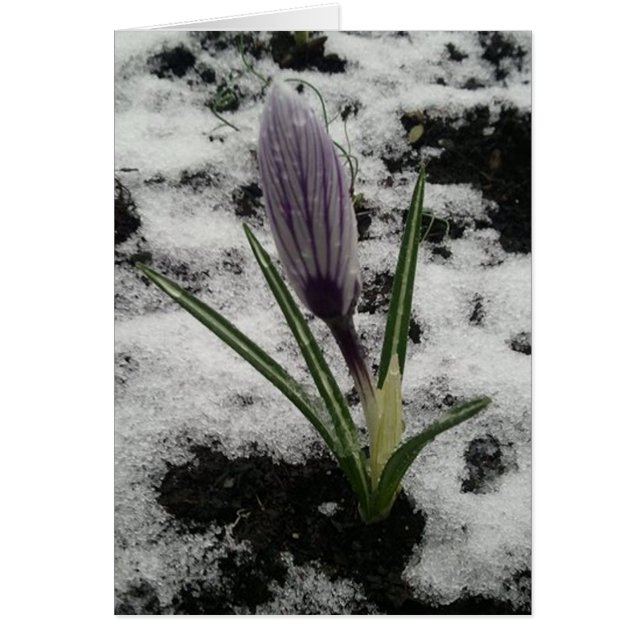 Crocus avec de la glace (Devant)