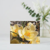 Crocus avec fourmi 111 ~ carte postale (Debout devant)