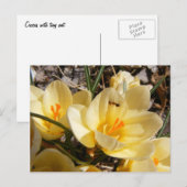 Crocus avec fourmi 111 ~ carte postale (Devant / Derrière)