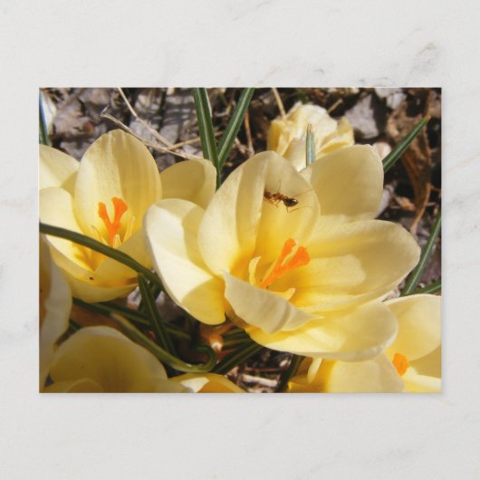 Crocus avec fourmi 111 ~ carte postale (Devant)