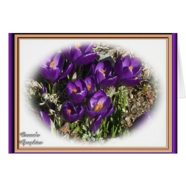 Crocus Beauty (Voorkant Horizontaal)