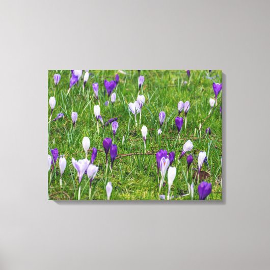 Crocus blancs et violets afficher impression de to (Recto)