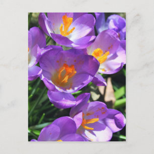 Crocus bloemen.jpg briefkaart
