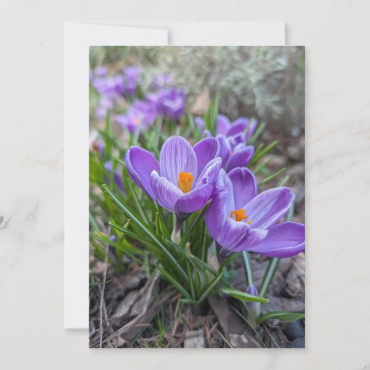 Crocus Bloemen Kaart (Voorkant)