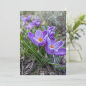 Crocus Bloemen Kaart (Staand voorkant)