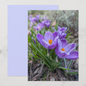 Crocus Bloemen Kaart (Voorkant / Achterkant)