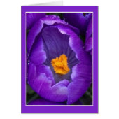 Crocus Blossom (Devant)