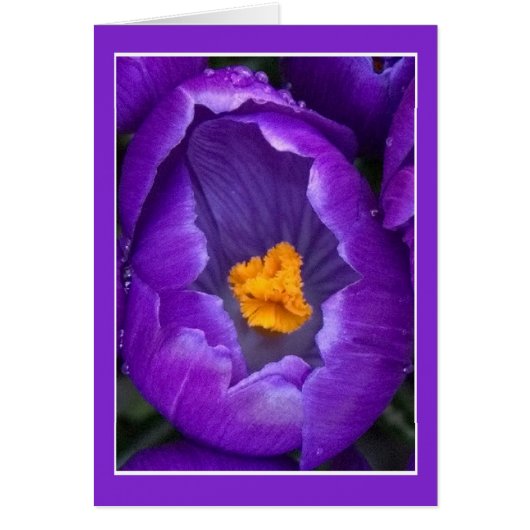 Crocus Blossom (Devant)