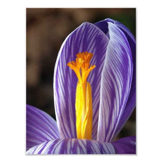 Crocus Blossom - Fine Art Print Foto Afdruk (Voorkant)