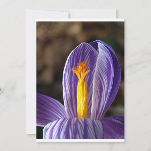 Crocus Blossom - Invitation (Devant)