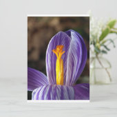 Crocus Blossom - Invitation (Debout devant)