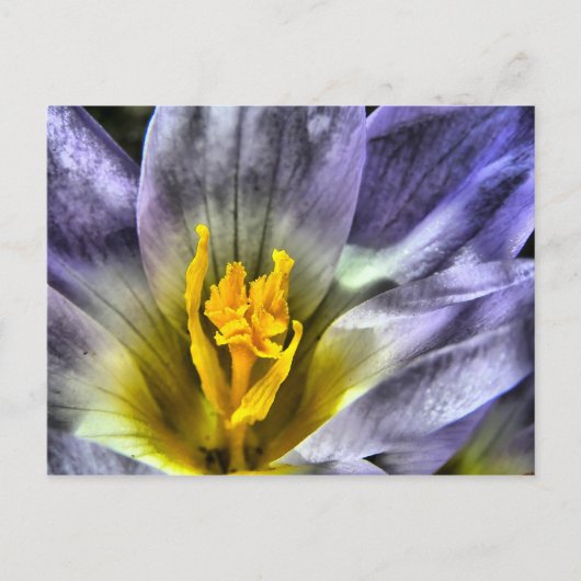 Crocus Briefkaart (Voorkant)