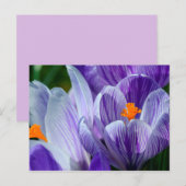 crocus briefkaart (Voorkant / Achterkant)