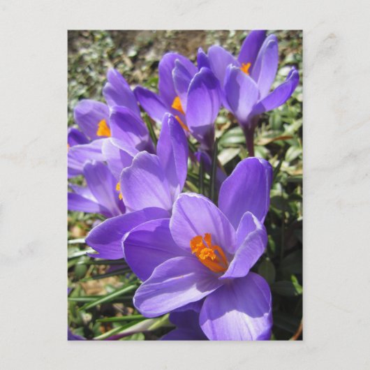 Crocus Briefkaart (Voorkant)