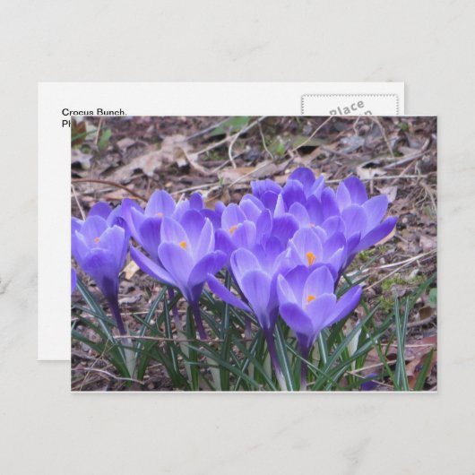 Crocus Bunch Briefkaart (Voorkant / Achterkant)