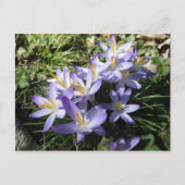Crocus Bundle Briefkaart (Voorkant)