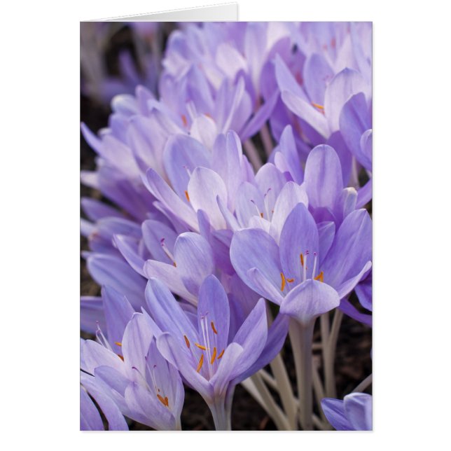 Crocus Card (Voorkant)