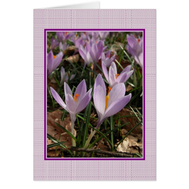 Crocus Card (Voorkant)