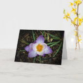 Crocus, carte (Fleur jaune)