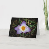 Crocus, carte (Devant)