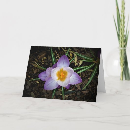 Crocus, carte (Devant)