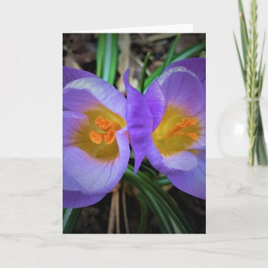 Crocus, carte (Devant)