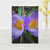 Crocus, carte (Fleur jaune)