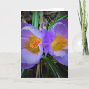 Crocus, carte