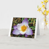 Crocus, carte (Fleur jaune)