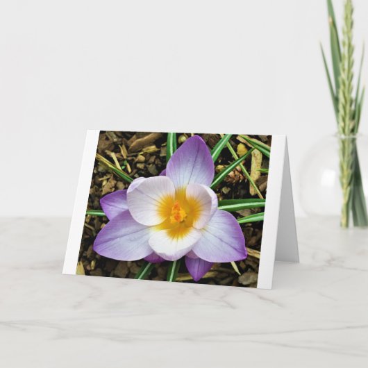 Crocus, carte (Devant)
