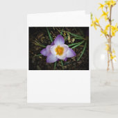 Crocus, carte (Fleur jaune)