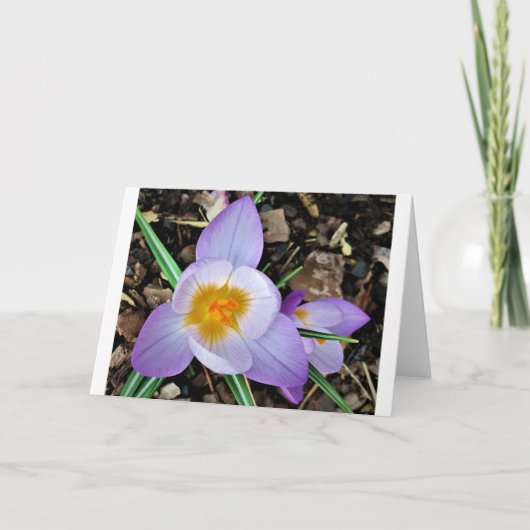 Crocus, carte (Devant)