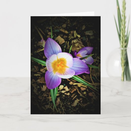 Crocus, carte (Devant)