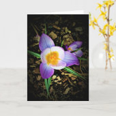 Crocus, carte (Fleur jaune)