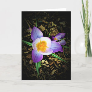 Crocus, carte