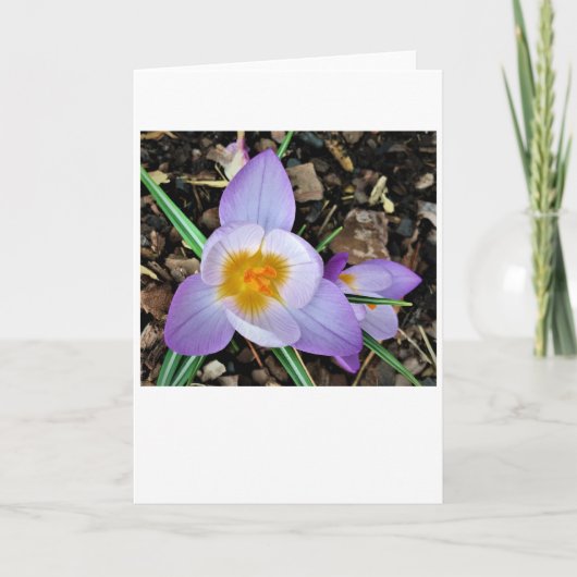 Crocus, carte (Devant)
