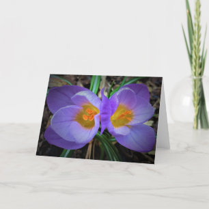 Crocus, carte