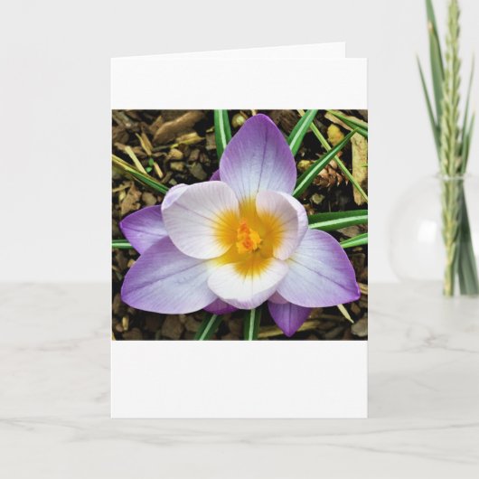 Crocus, carte (Devant)