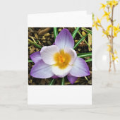 Crocus, carte (Fleur jaune)