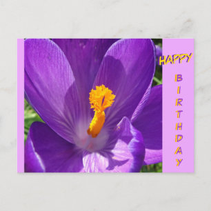 Crocus Close-Up Verjaardagskaart Briefkaart