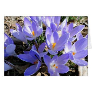 Crocus/colombe : Chanson de 2h12 de chansons