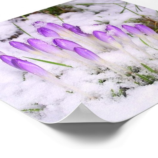 crocus dans la neige Poster (Coin)