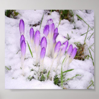 crocus dans la neige Poster