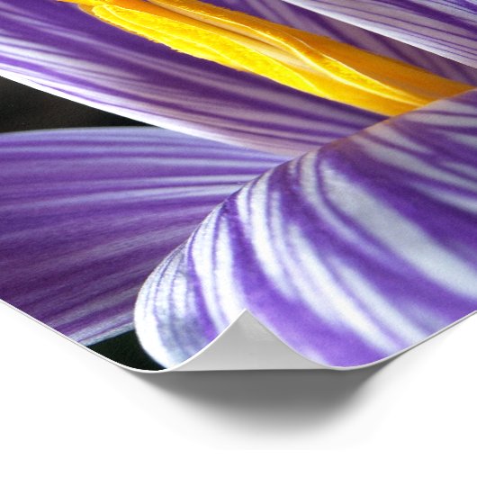 Crocus d'automne - Affiche (Coin)