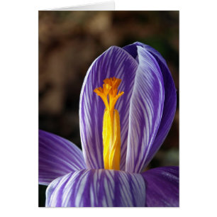 Crocus d'automne - Carte